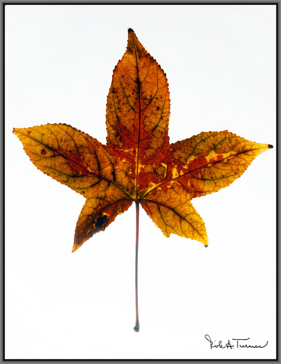 Fallen Leaf