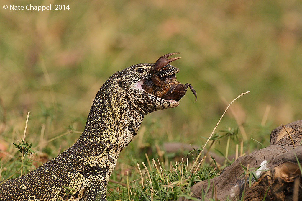 Monitor Lizard eats Crab