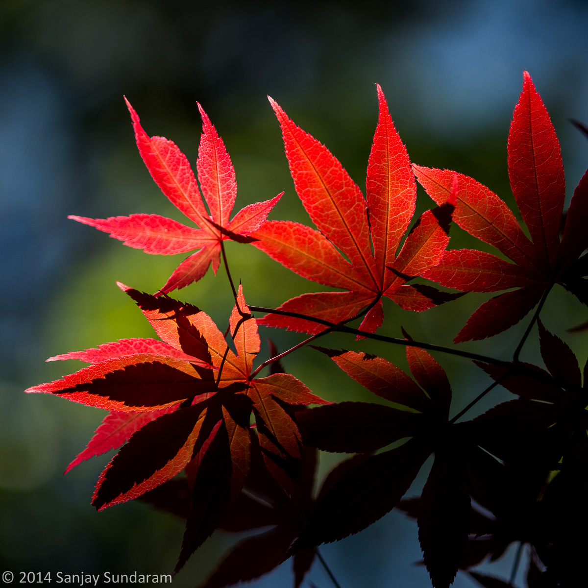 Japanese Maple WC#660