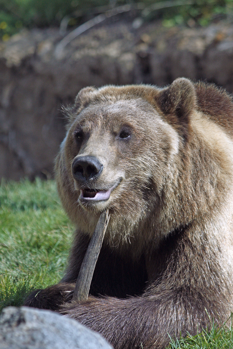 Grizzly toy