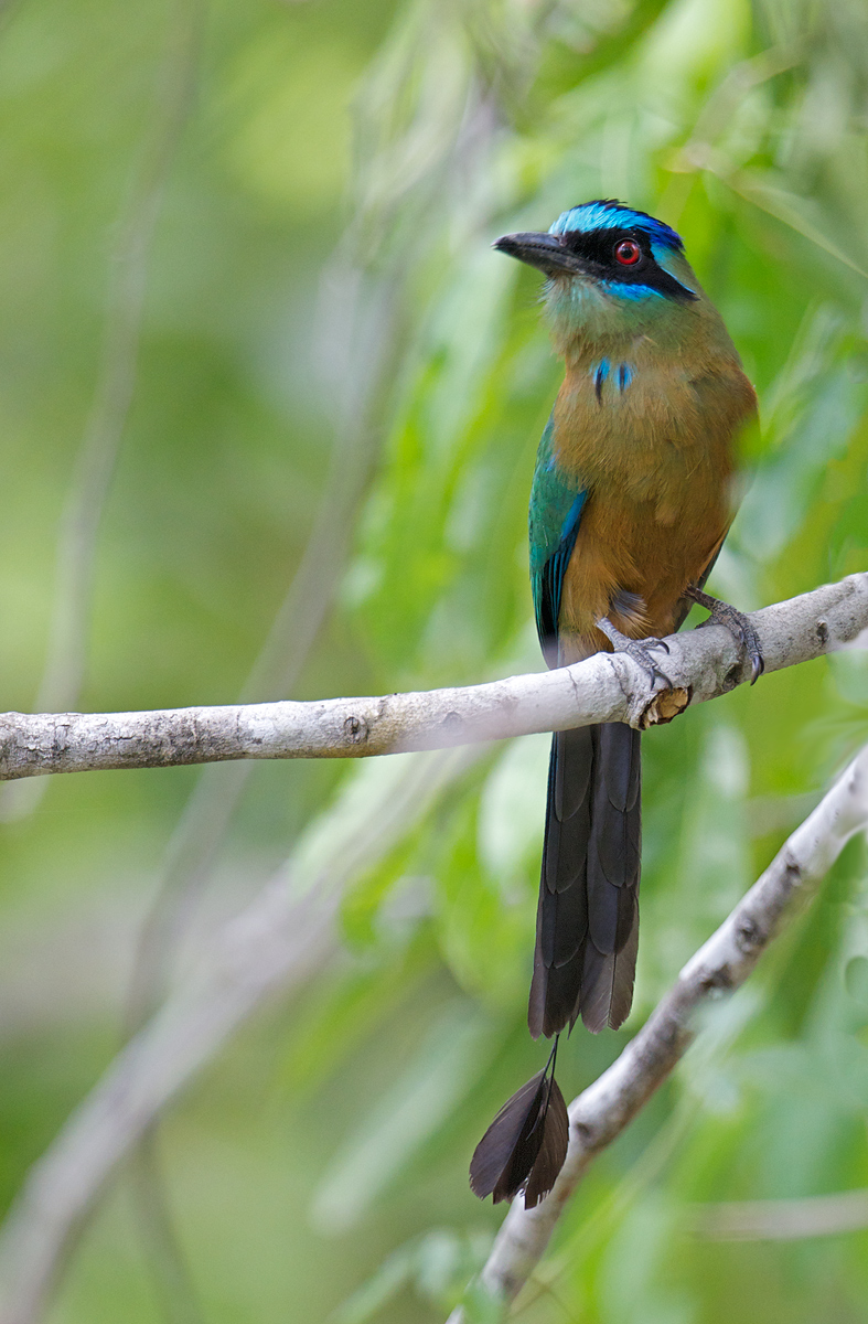 Blue-crowned Motmot