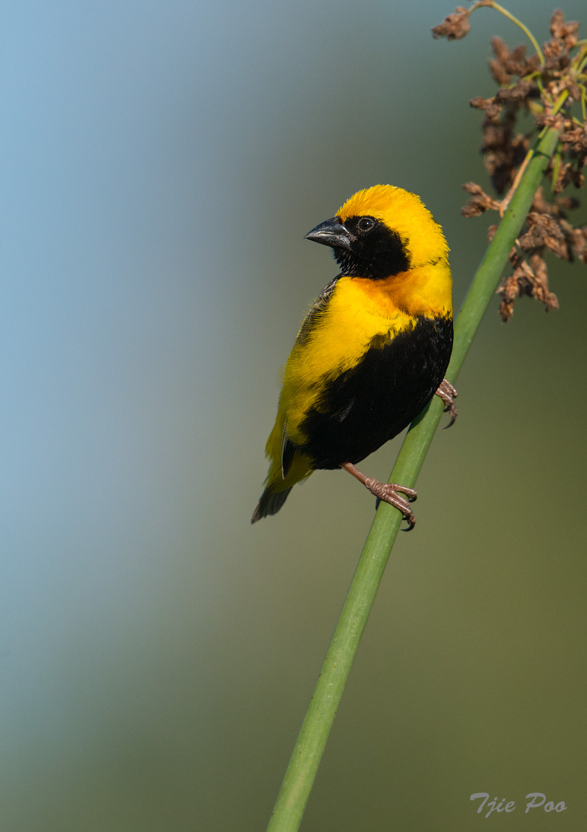 Yellow-crowned Bishop