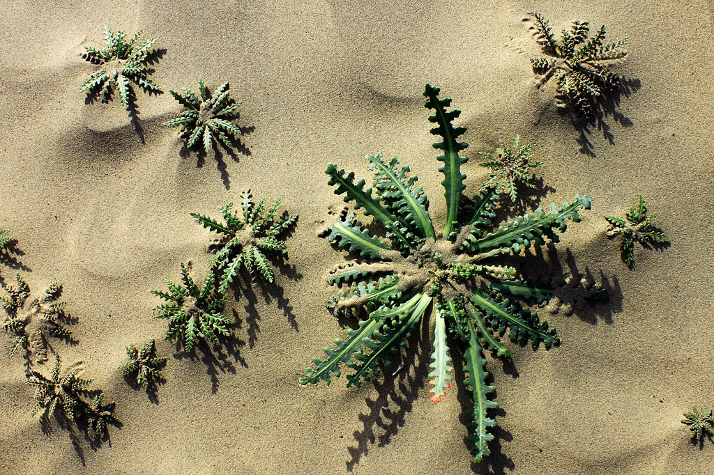 Alien Invaders
