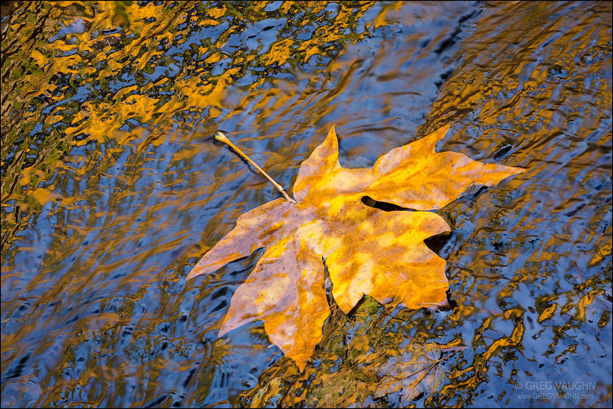 Blue and Gold