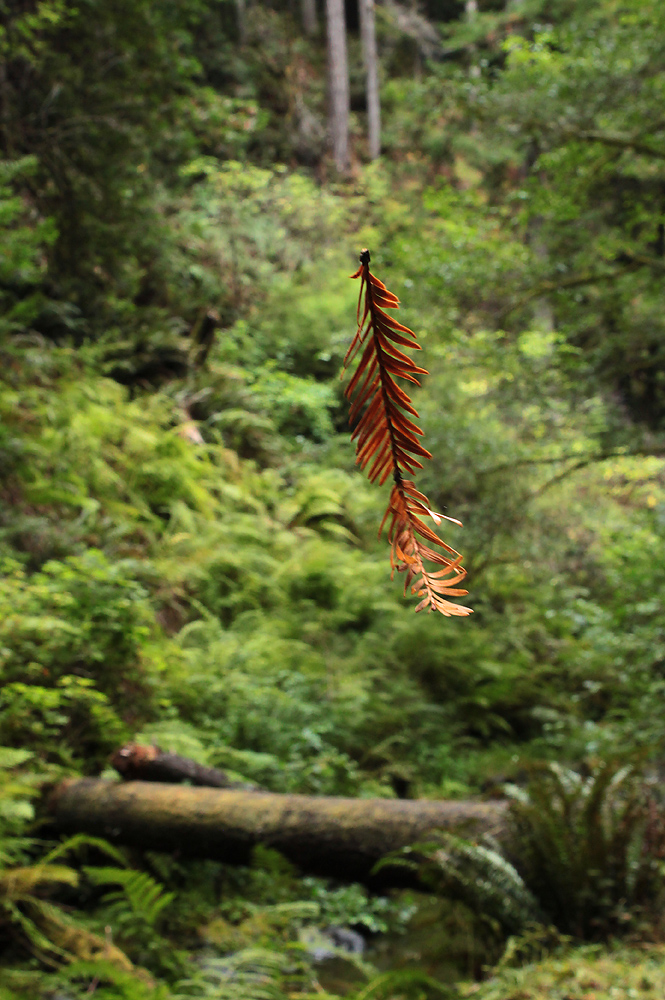 Suspend Be-leaf