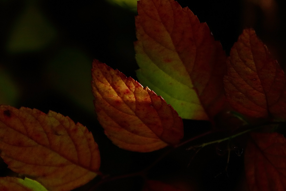 Light on leaf WC660