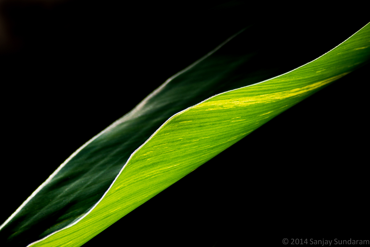 Variegated Ginger WC#660