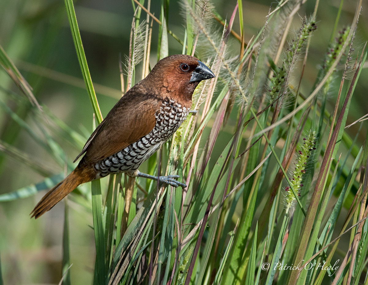 Scaly Breasted Munia