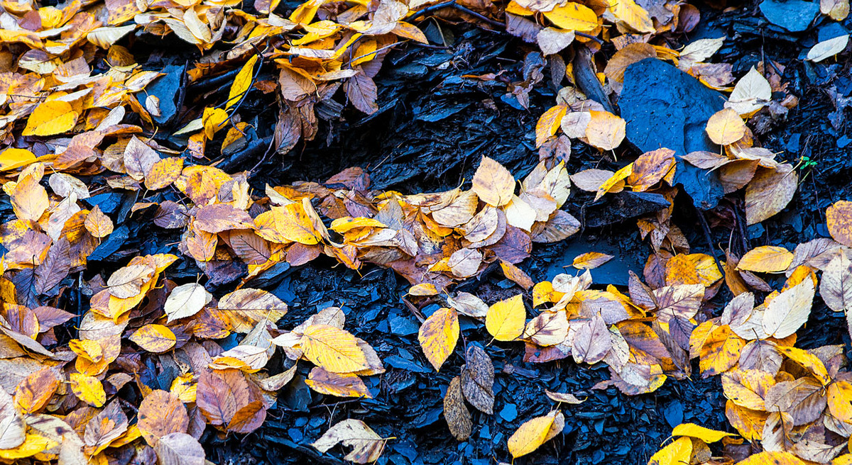 Black and Gold