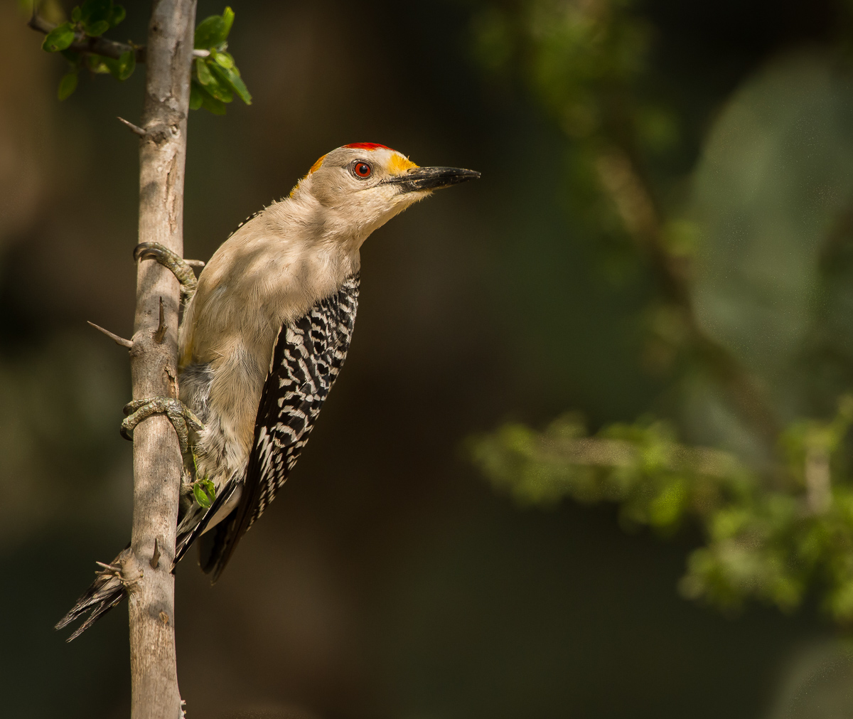Gold Fronted Woodpecker