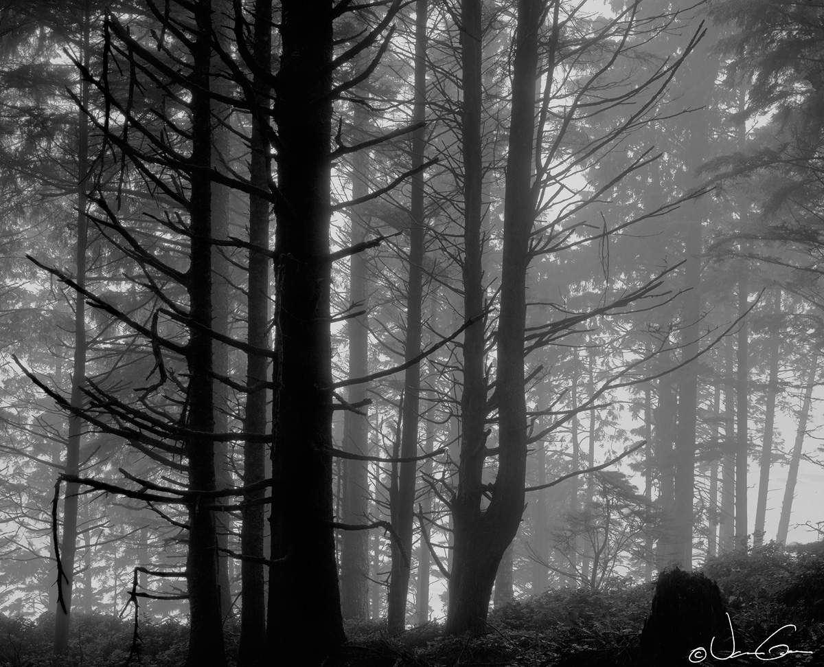 Trees and Fog w/repost