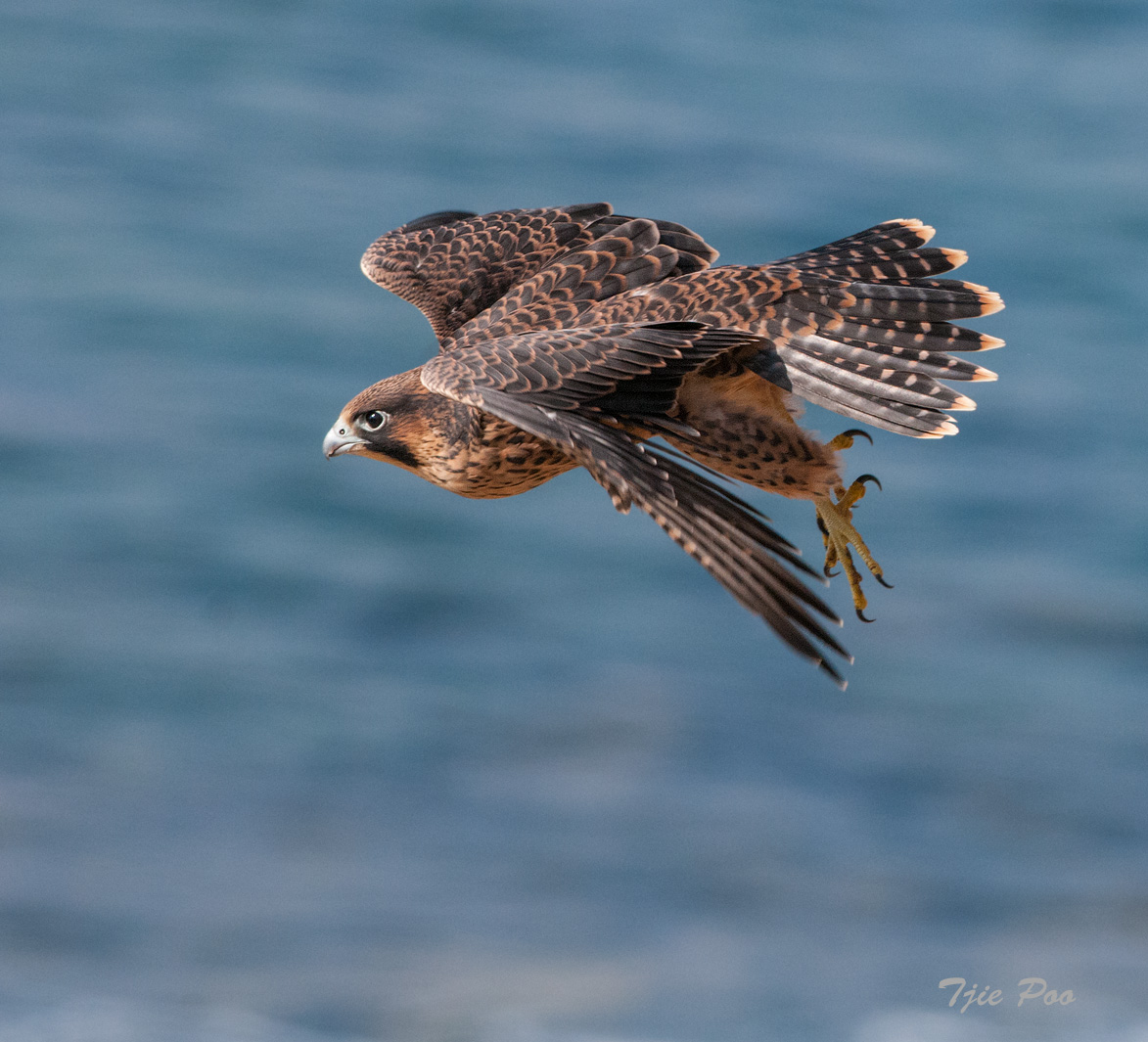 Peregrine Falcon