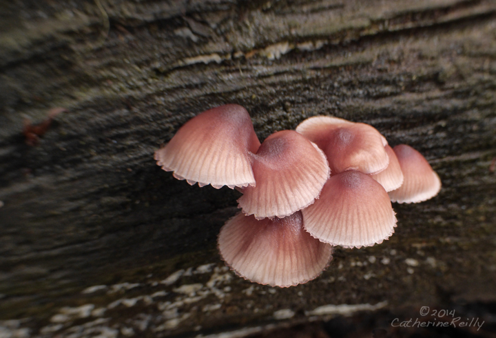 "Seashell" Fungi