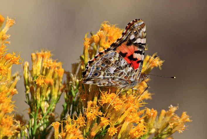 Painted Lady
