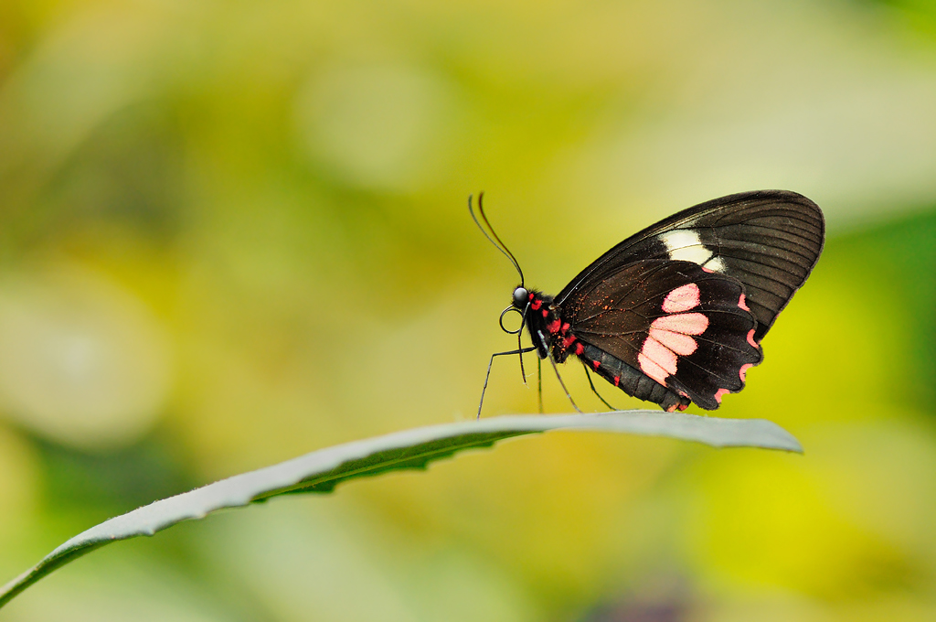 Transandean cattleheart