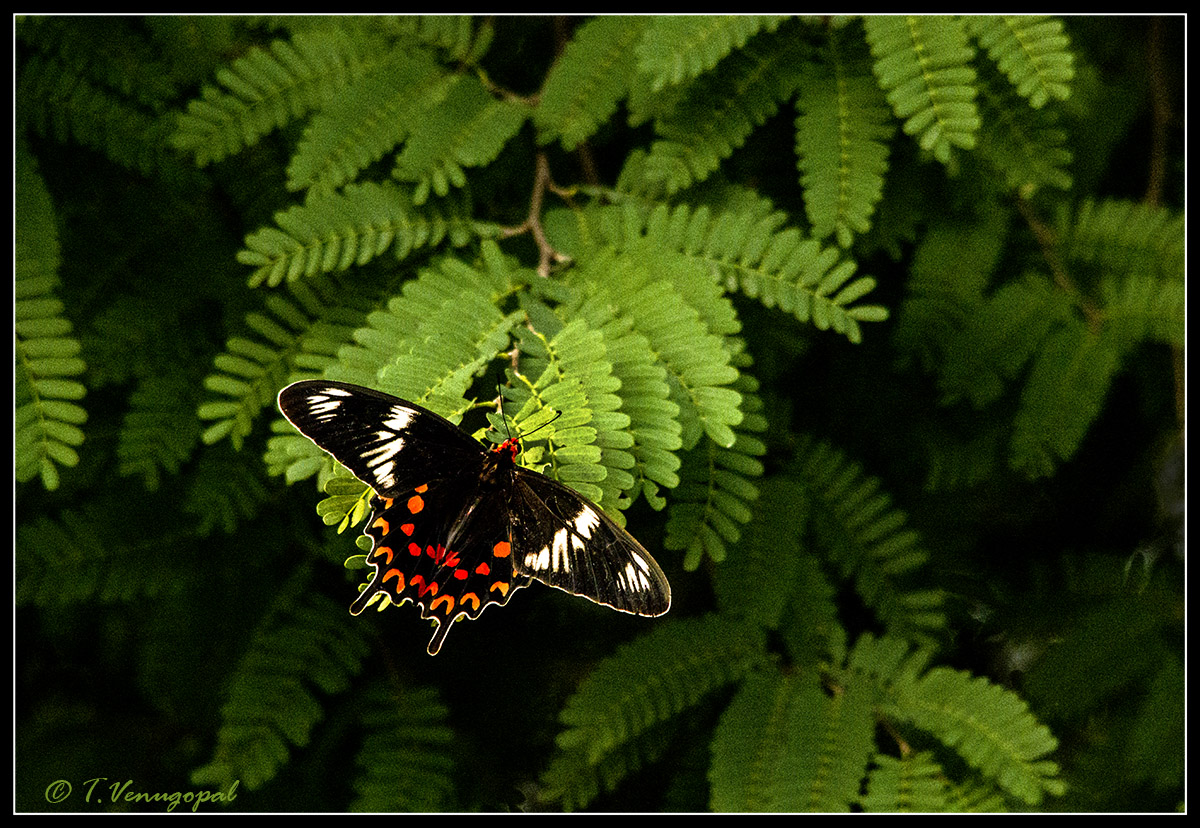 wing spread