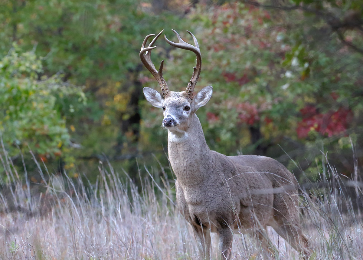A Buck's Life