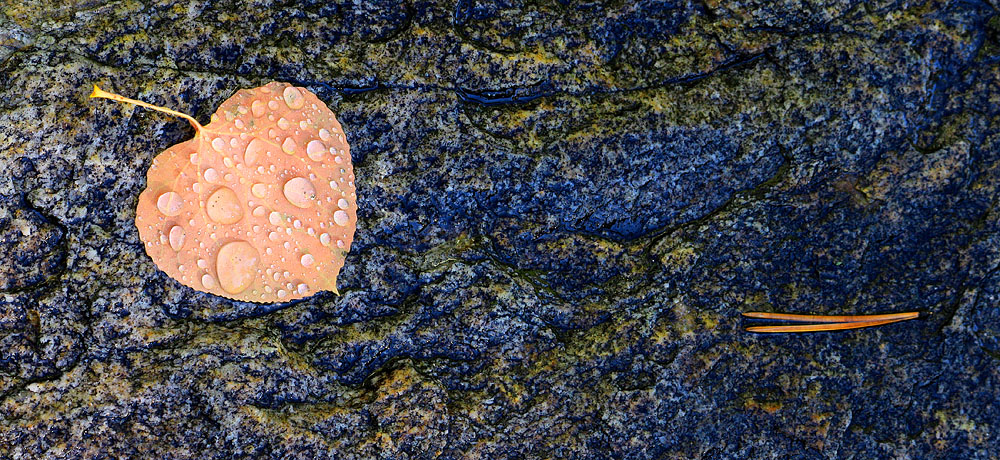 Leaf and Needle
