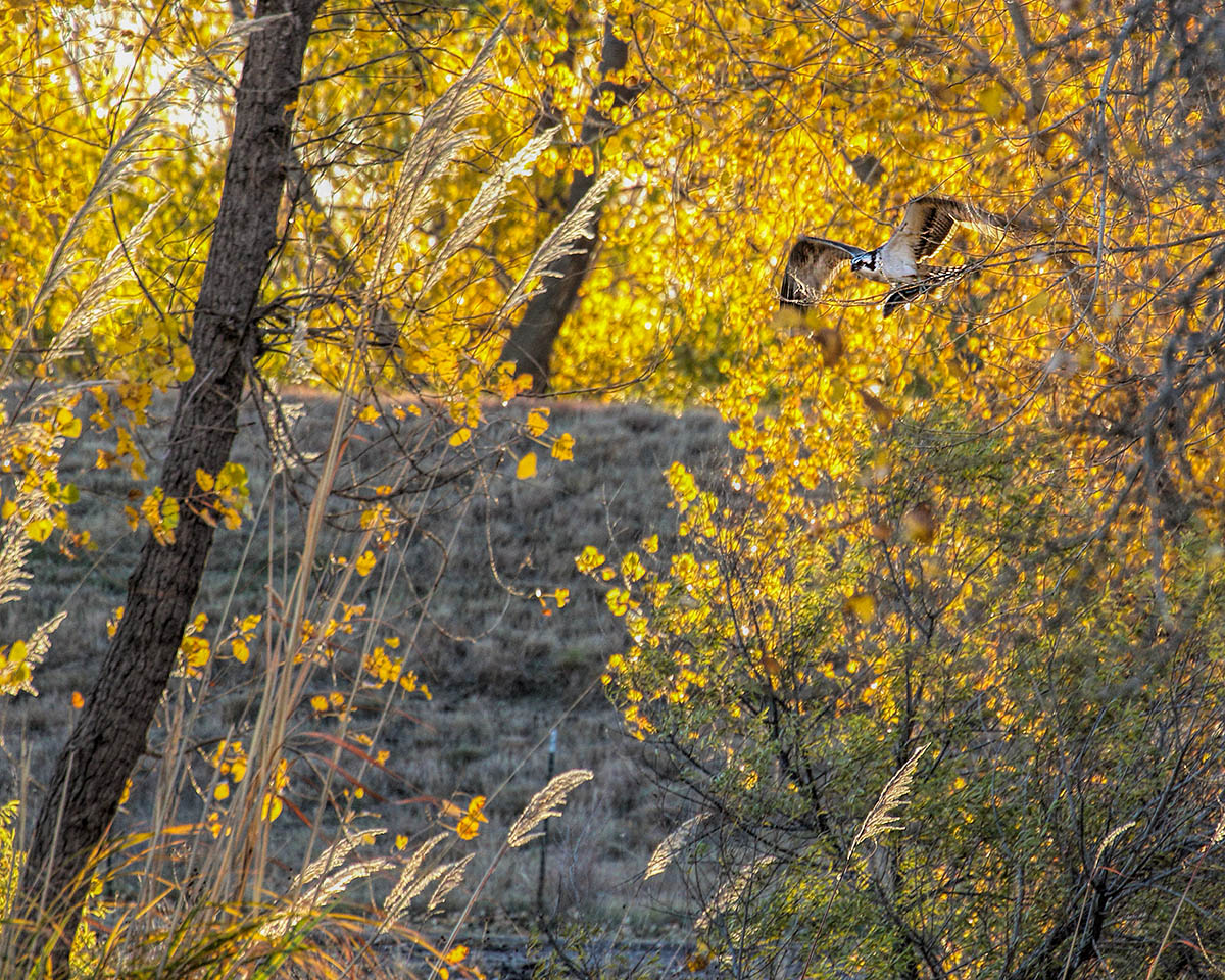 Osprey in the trees