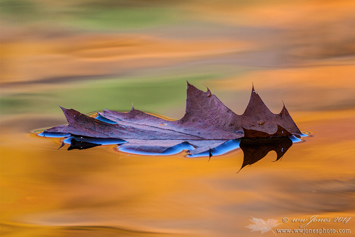 More Leaves in the River