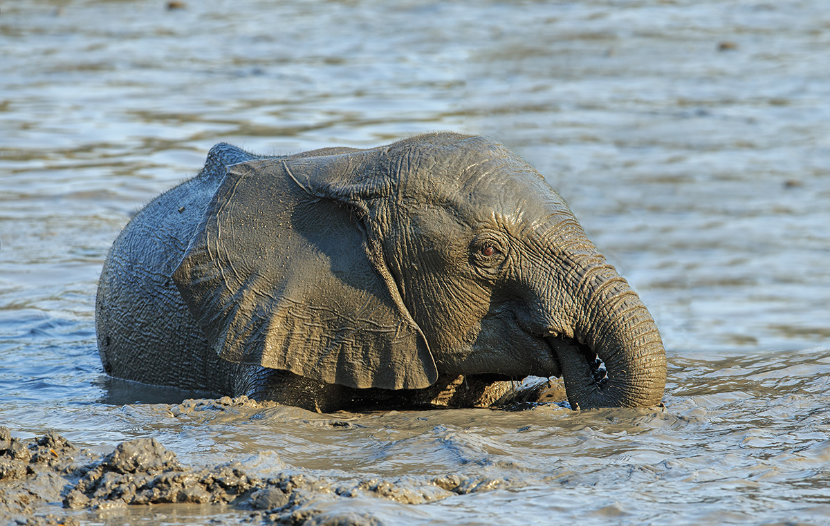 Mud Mud Glorious Mud