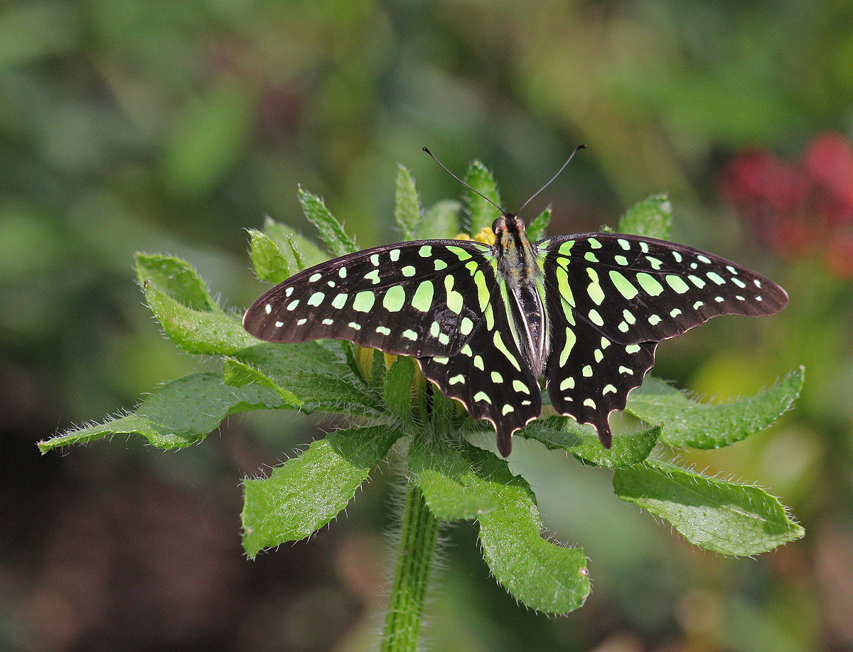 Tailed Jay