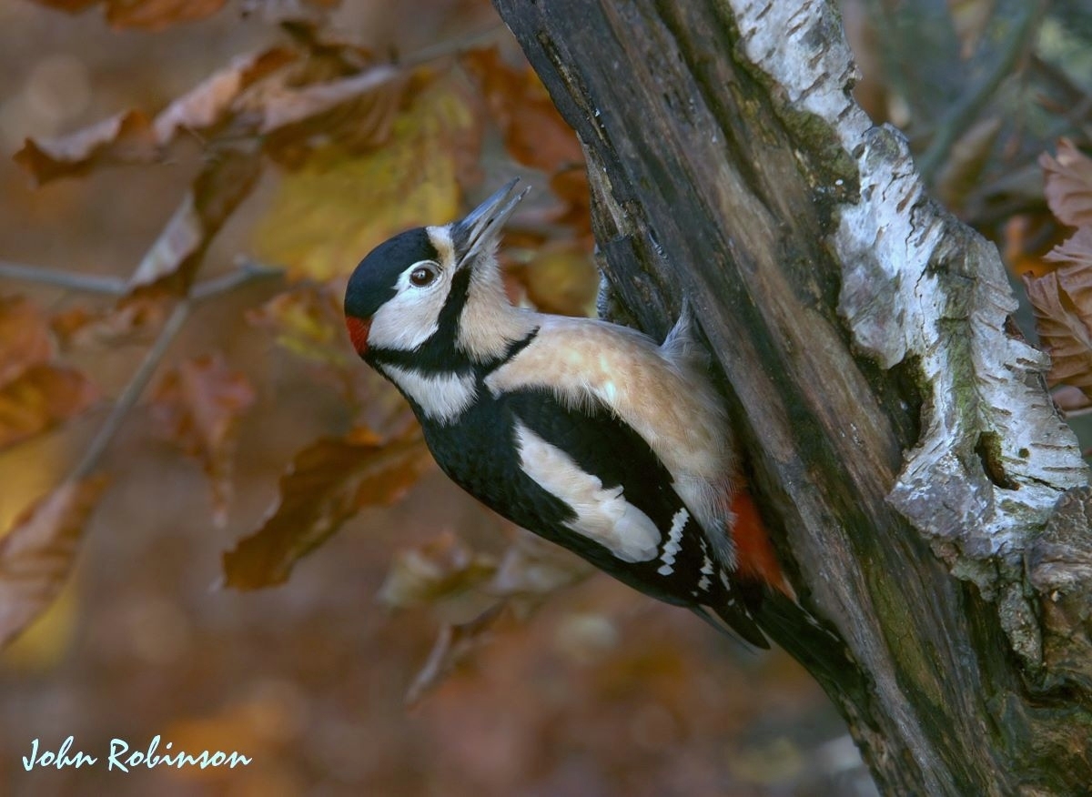 Autumn Woody+repost