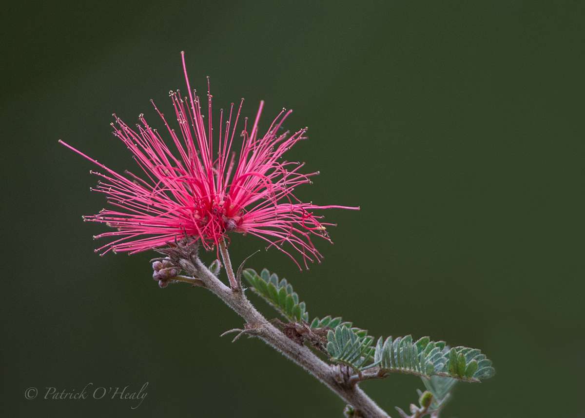 Pink Something