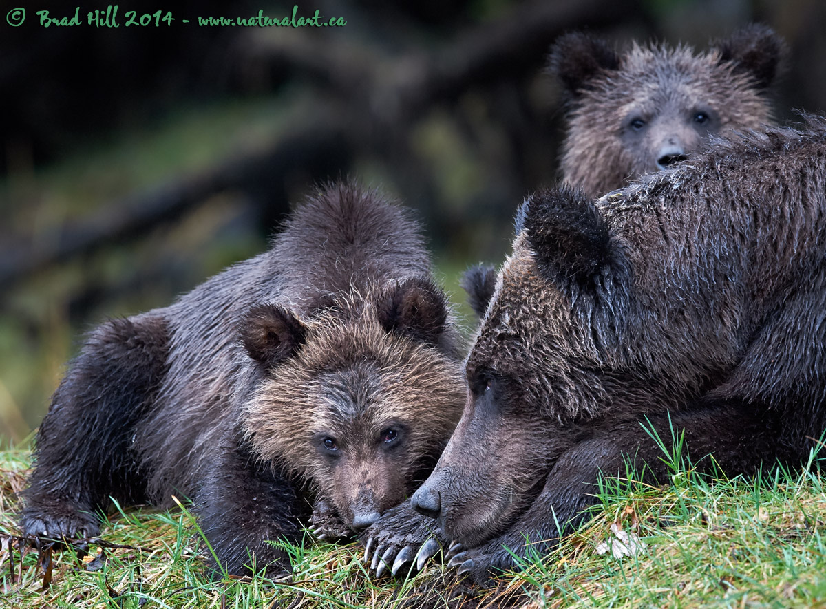 Bear Personalities II
