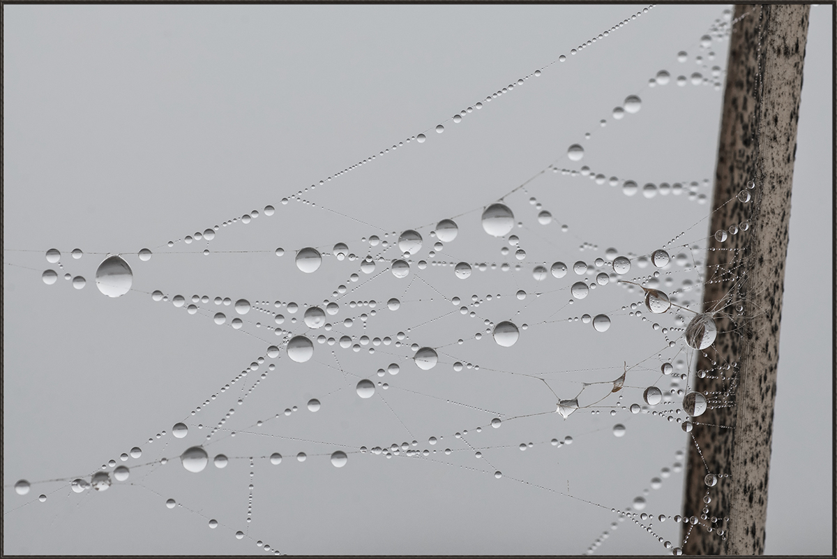 Dew