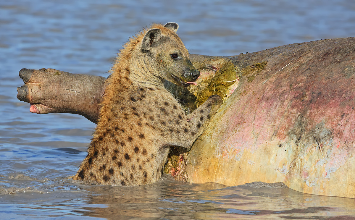 Hungry Hyena