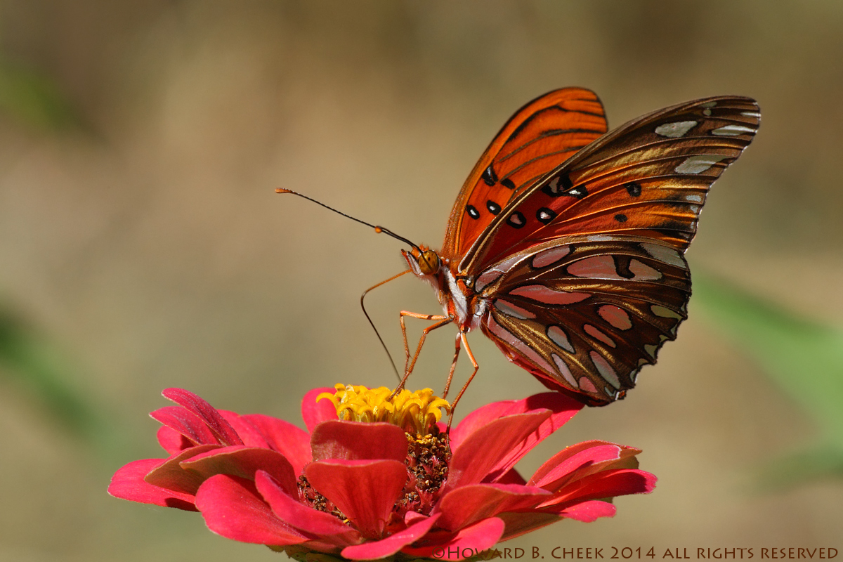 Gulf Fritillary