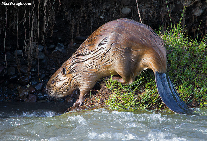 American Beaver