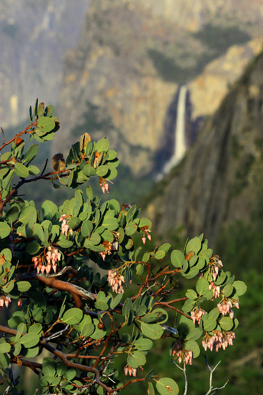 Manzanita Bloom