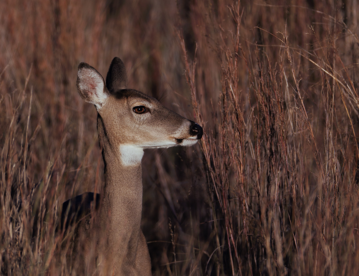 Doe in Golden Light