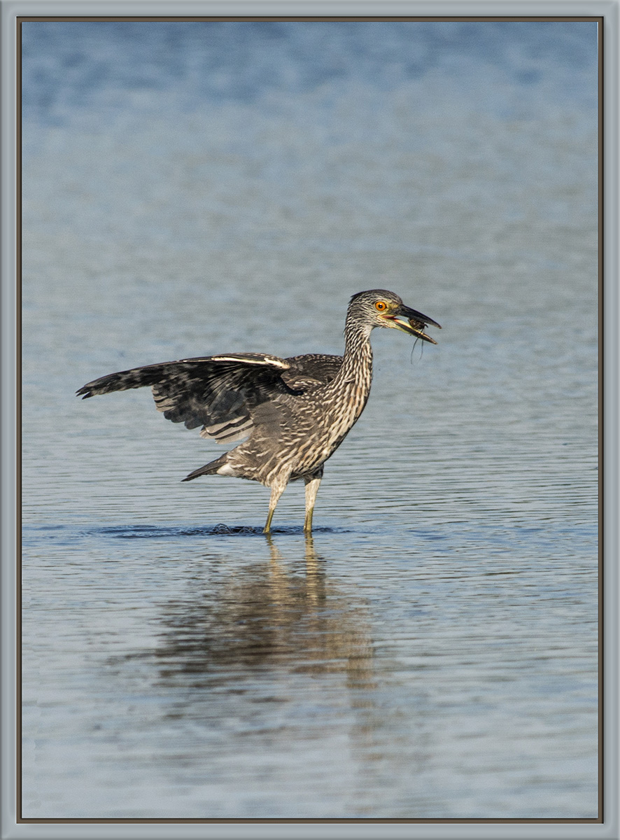 Juvie Y-C Night Heron