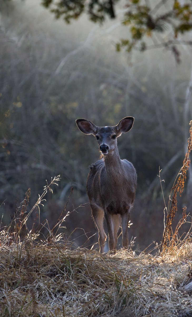 Just a Doe? REPOST