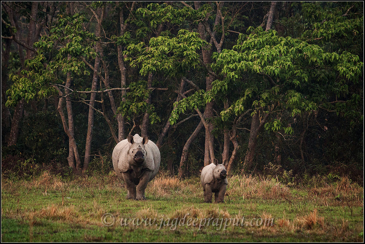 Rhino n young one
