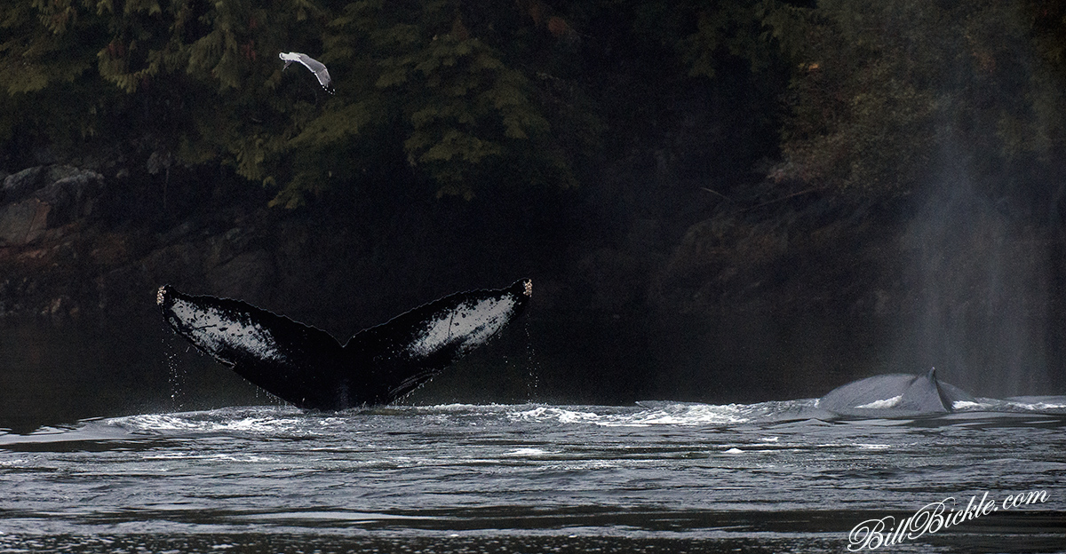 Pair of Whales 