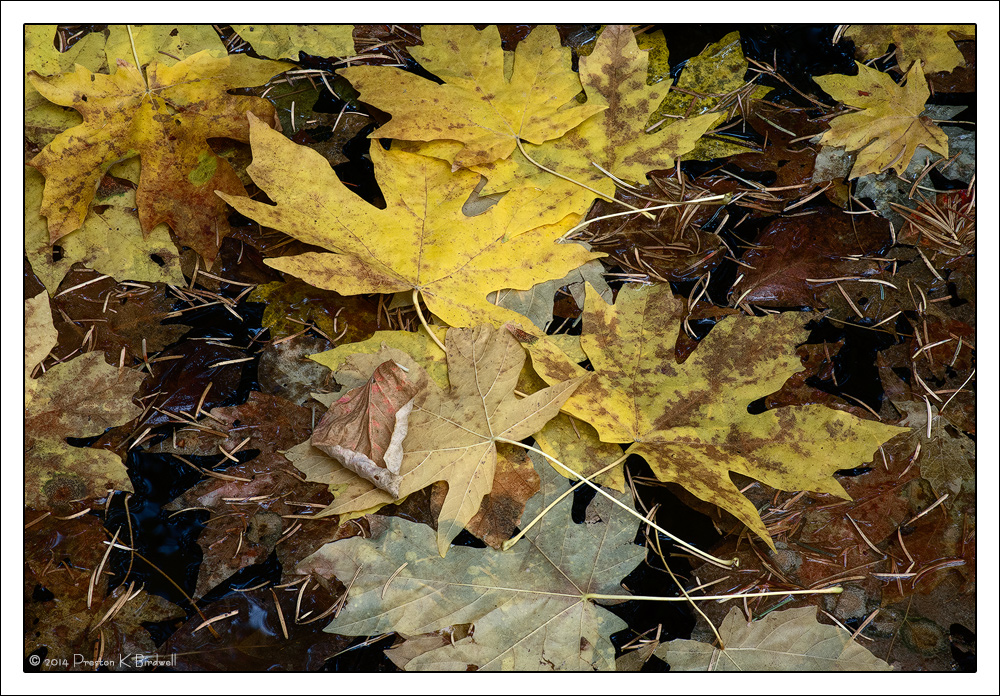 Leaves at Fern Spring