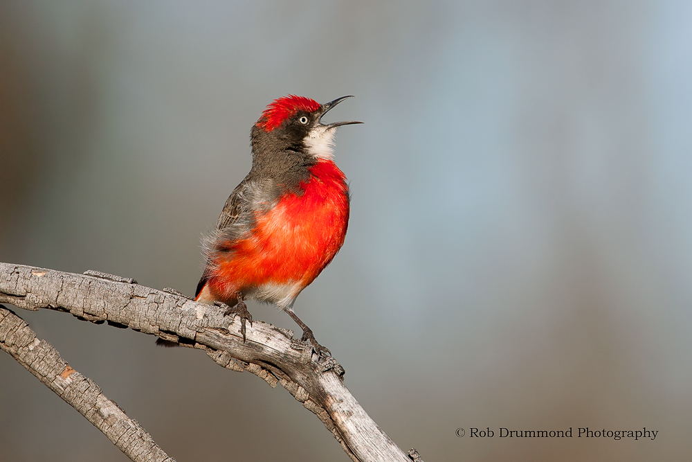 Crimson Chat