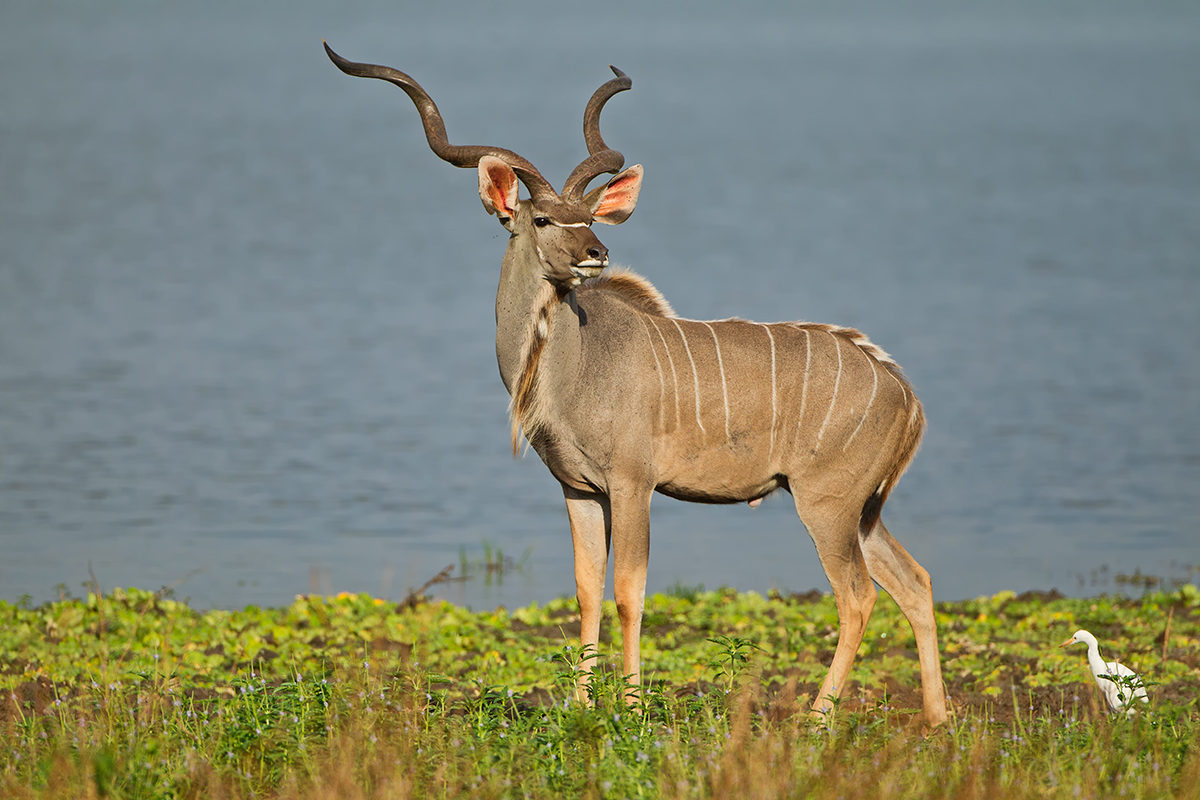 Male Kudu (with friend)