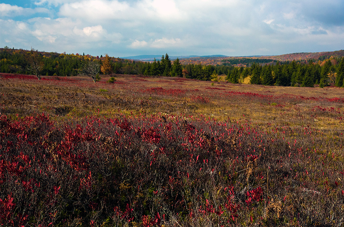 Autumn Meadow