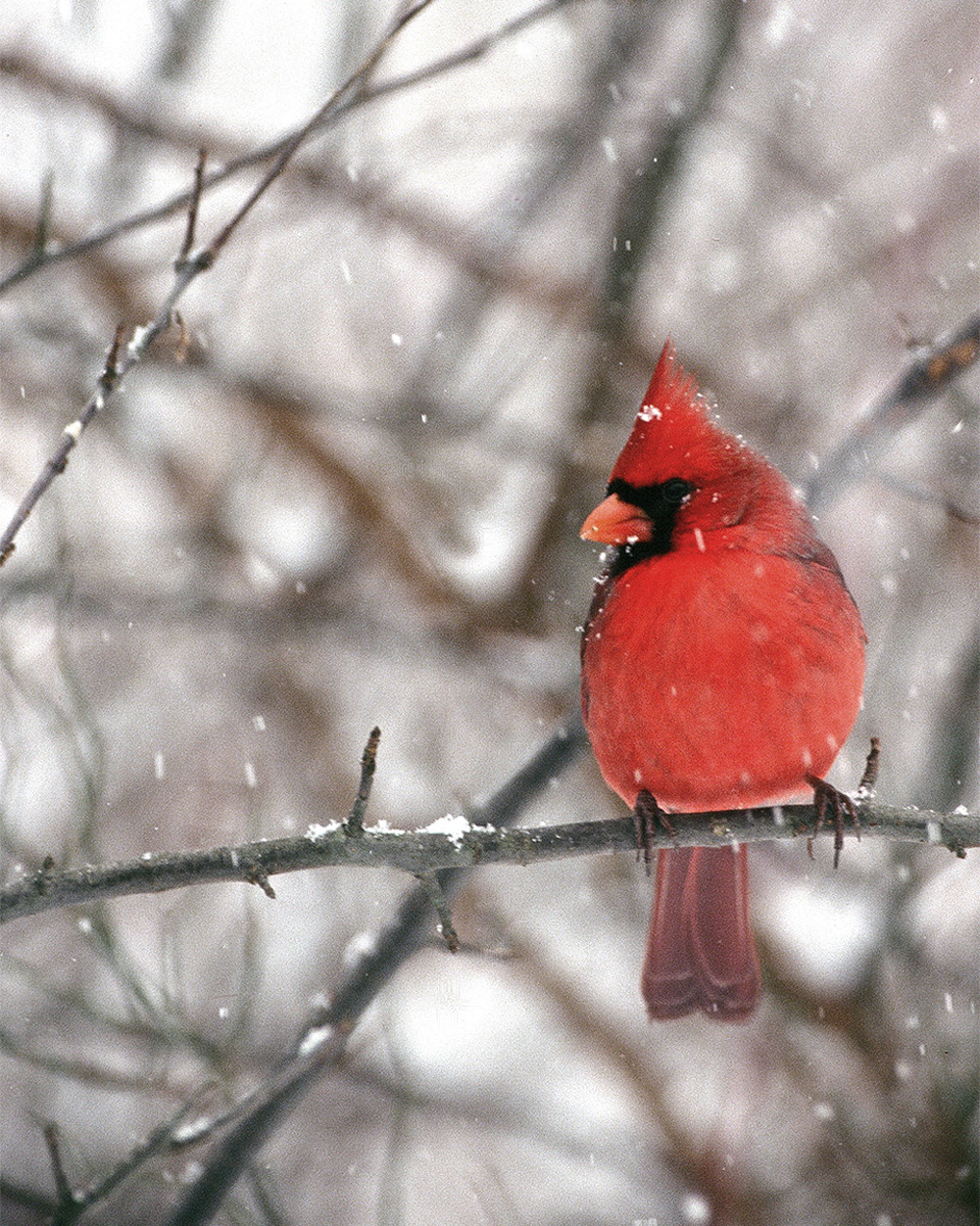 Cardinal in Snowstorm