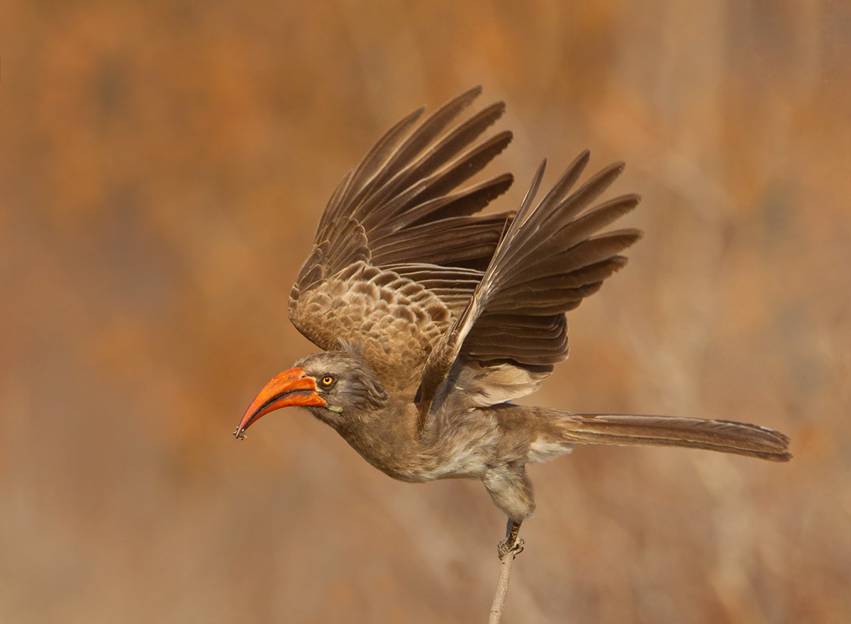 Bradfield's Hornbill