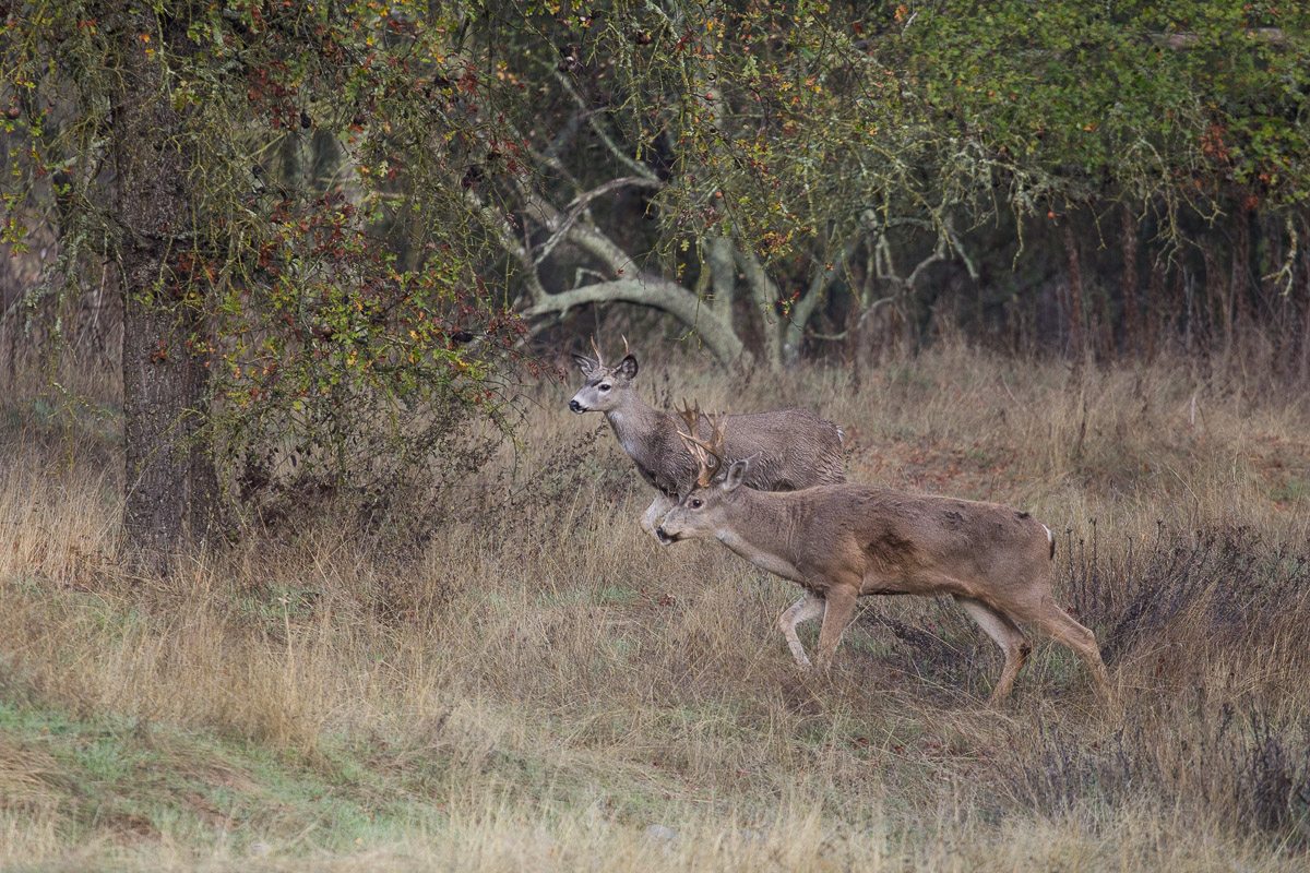 Just Chasin' Does