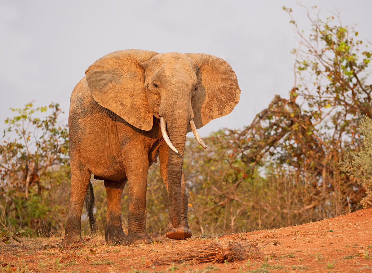 Look Up Elephant