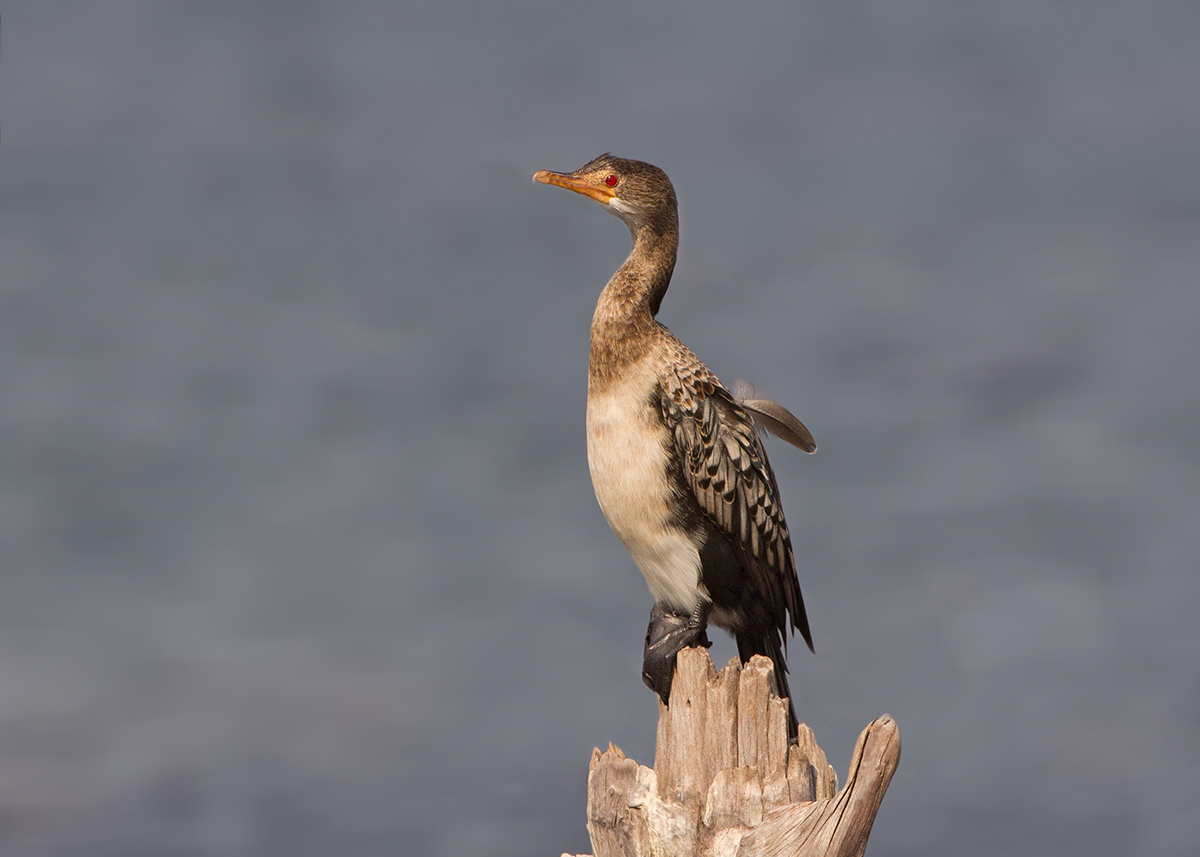 Reed Cormorant