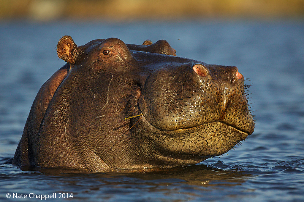 Hippo Portrait