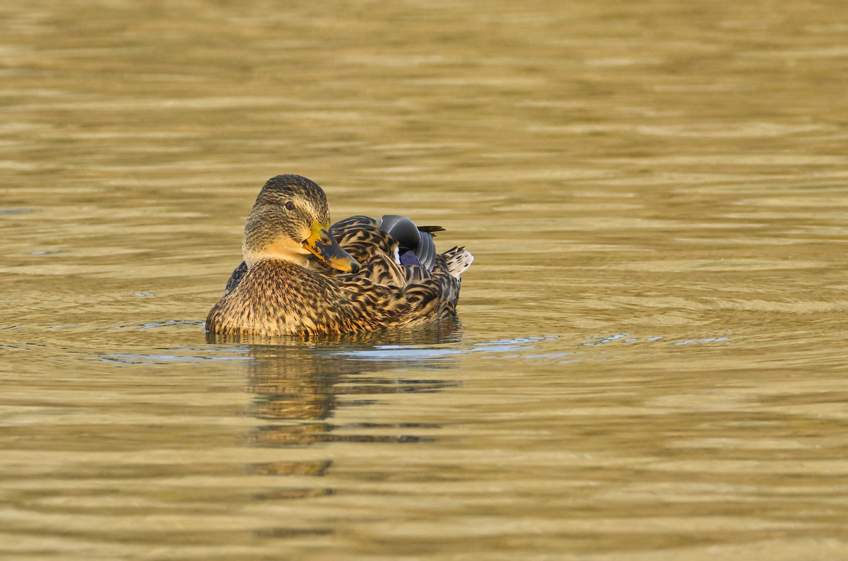 Mallard Hen